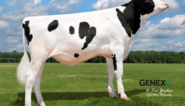 Leading proven Holstein sires deliver high kilos of milk solids